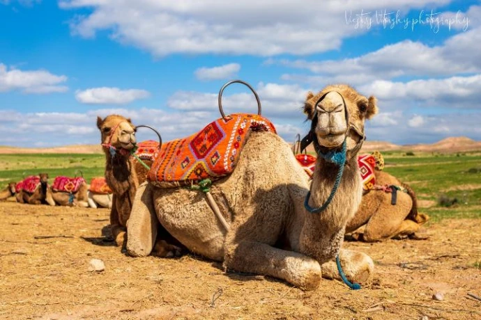 Camel ride in the desert
